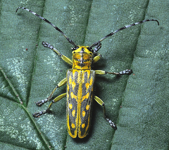 Saperda maculosa