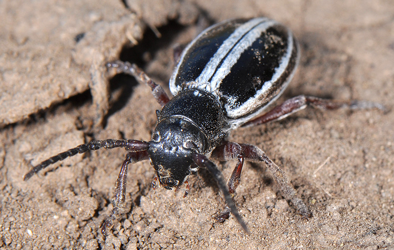 Dorcadion nitidum