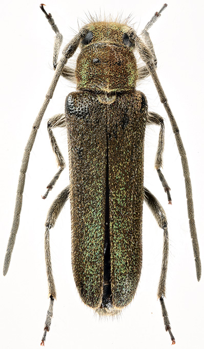 Phytoecia prasina