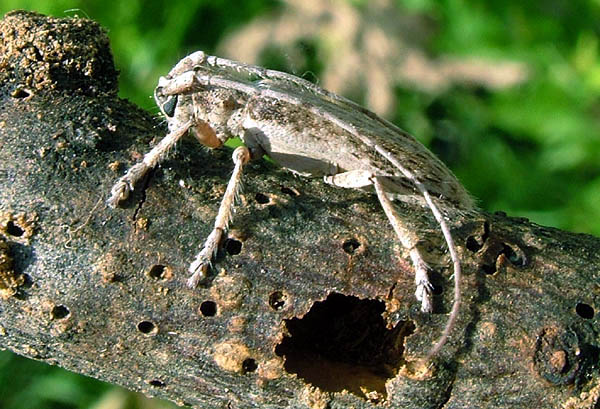 Deroplia gomerae