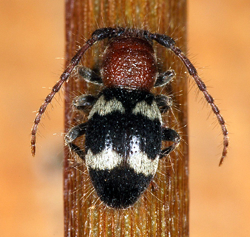 Parmena mutilloides