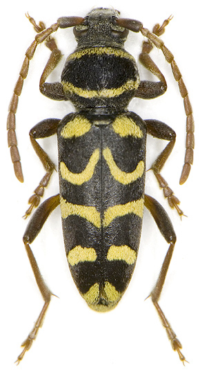 Plagionotus scalaris