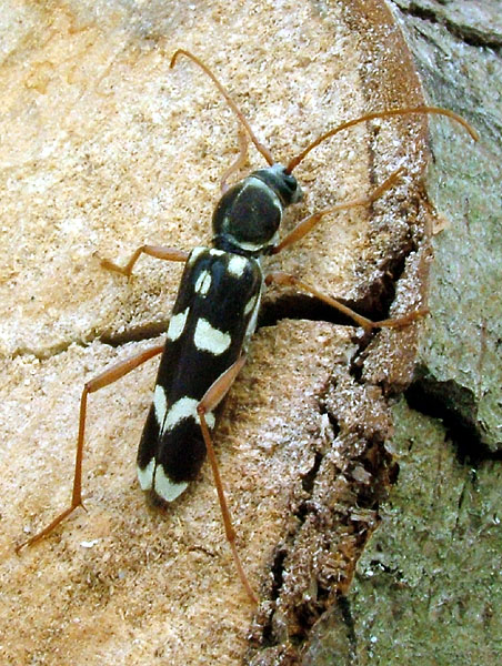 Isotomus comptus maculicollis