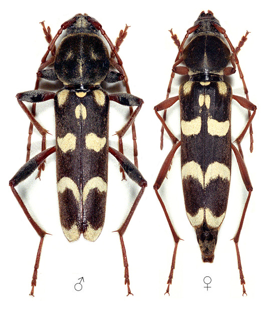 Isotomus comptus maculicollis