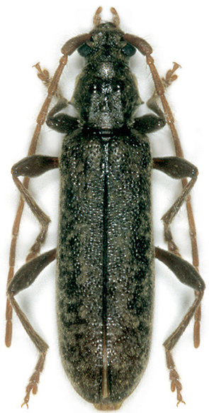 Blabinotus spinicollis