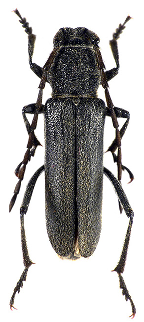 Anoplistes galusoi