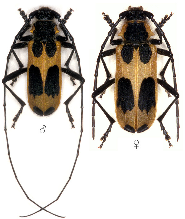 Purpuricenus deyrollei