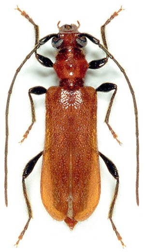 Obrium cantharinum