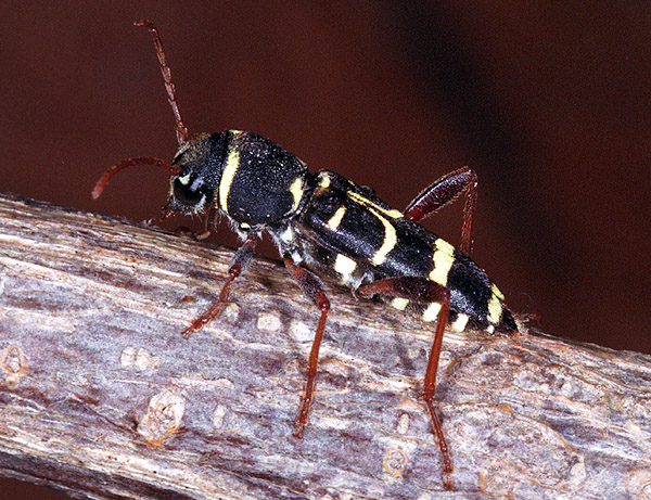 Xylotrechus arvicola