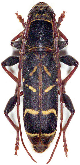 Paraclytus raddei