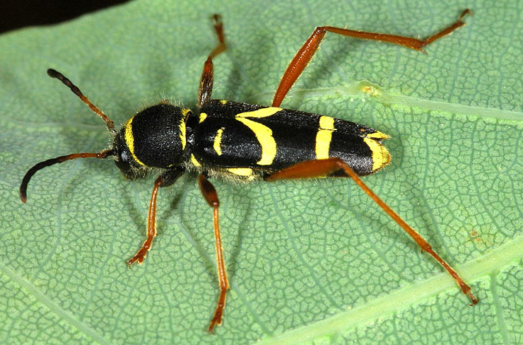 Clytus arietis arietis