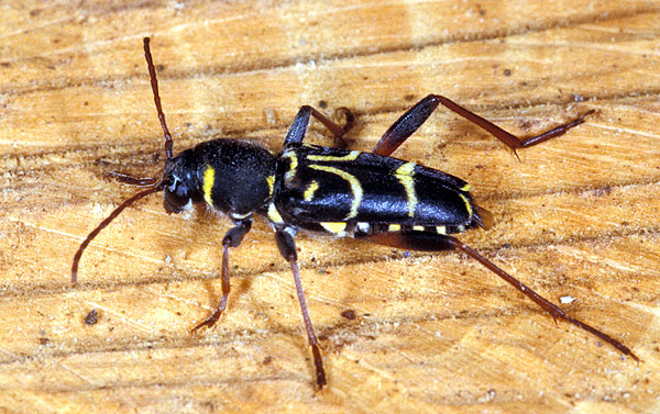 Xylotrechus antilope antilope