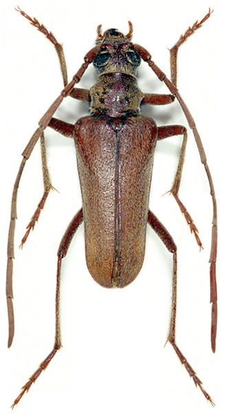 Apatophysis caspica