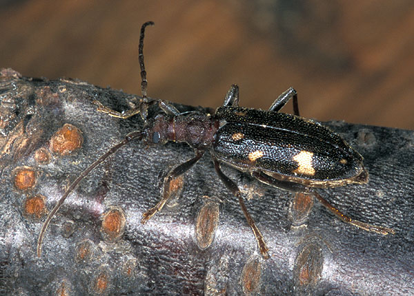 Xylosteus spinolae