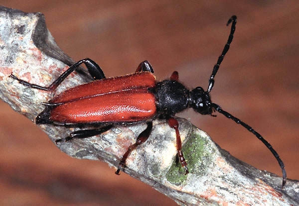 Stictoleptura erythroptera