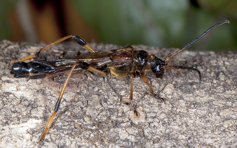 Necydalis ulmi