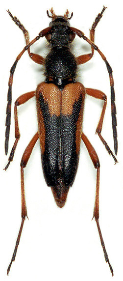 Cribroleptura stragulata