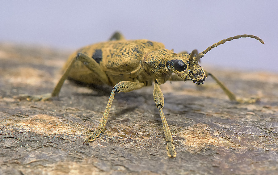 Rhagium mordax