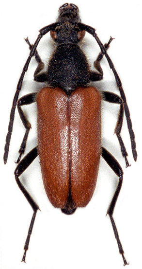 Paracorymbia excisipes