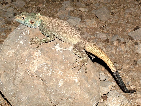 Iran at Night - expedition