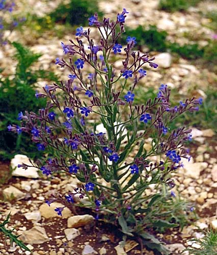 Anchusa italica