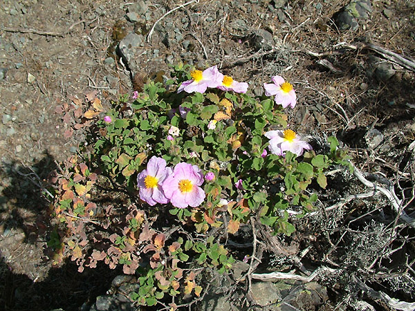 Cistus creticus