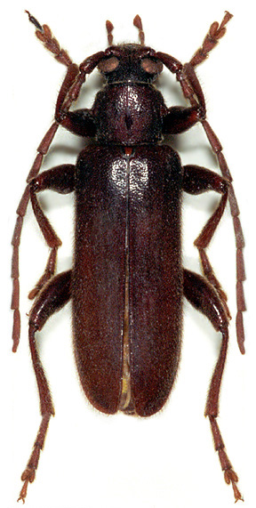 Saphanus piceus ganglbaueri