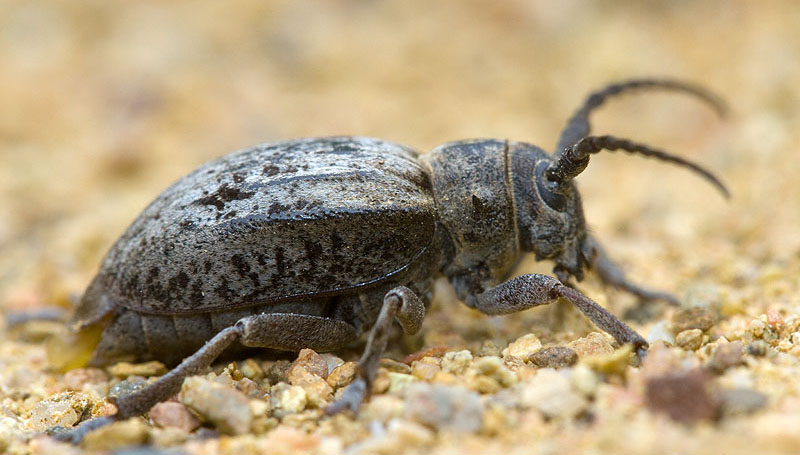 Neodorcadion exornatum