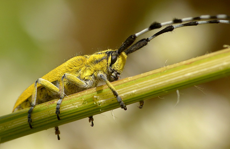 Agapanthia hirsuticornis