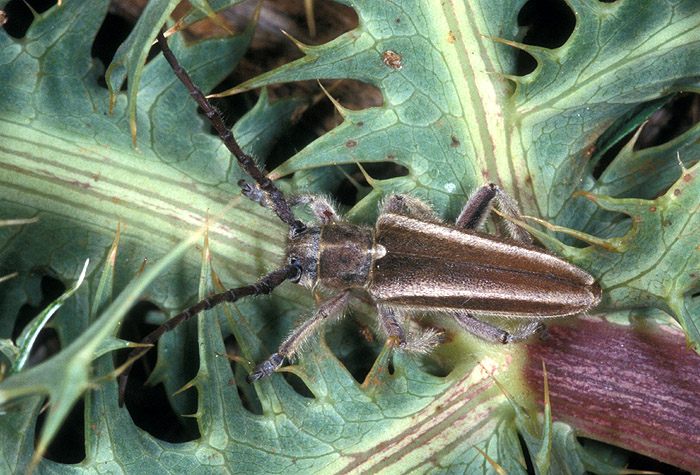 Mallosia graeca