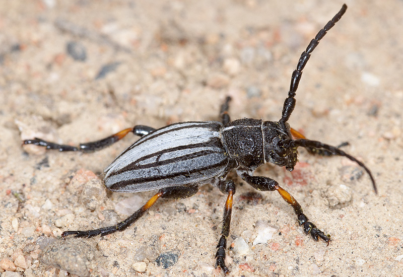 Dorcadion semenovi semenovi