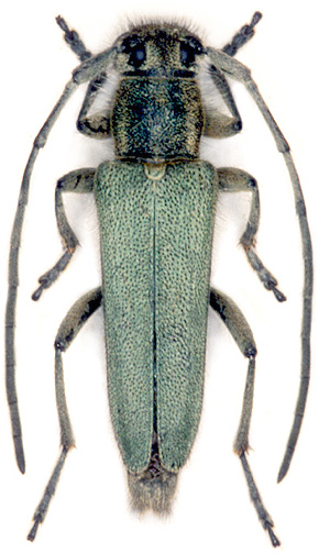 Phytoecia caerulescens