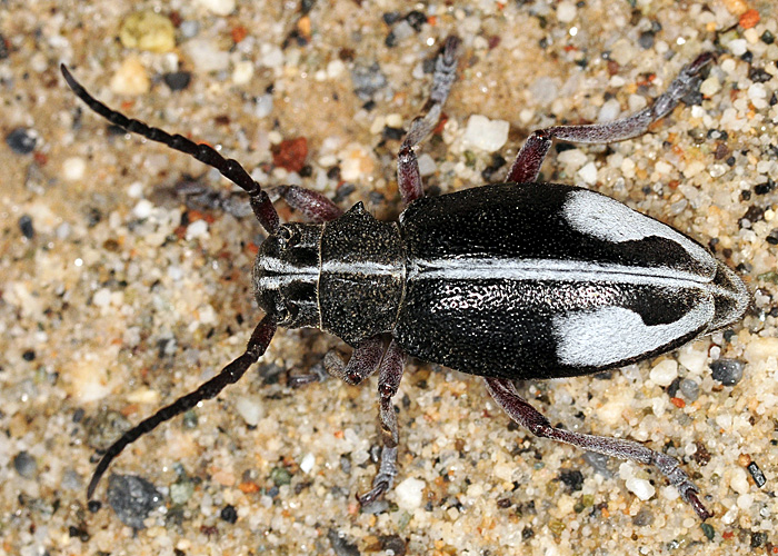 Dorcadion purkynei