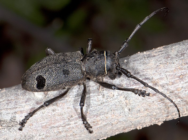 Morimus funereus