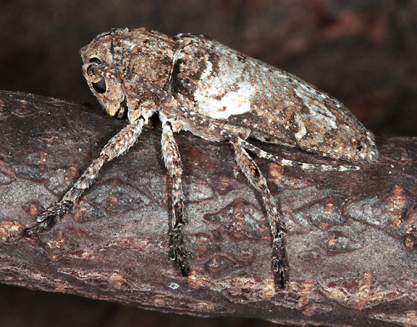 Niphona picticornis