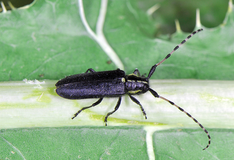 Agapanthia coeruleipennis