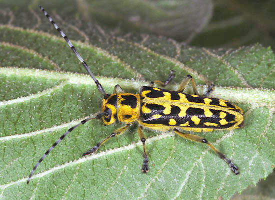 Saperda scalaris