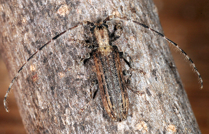 Deroplia troberti troberti