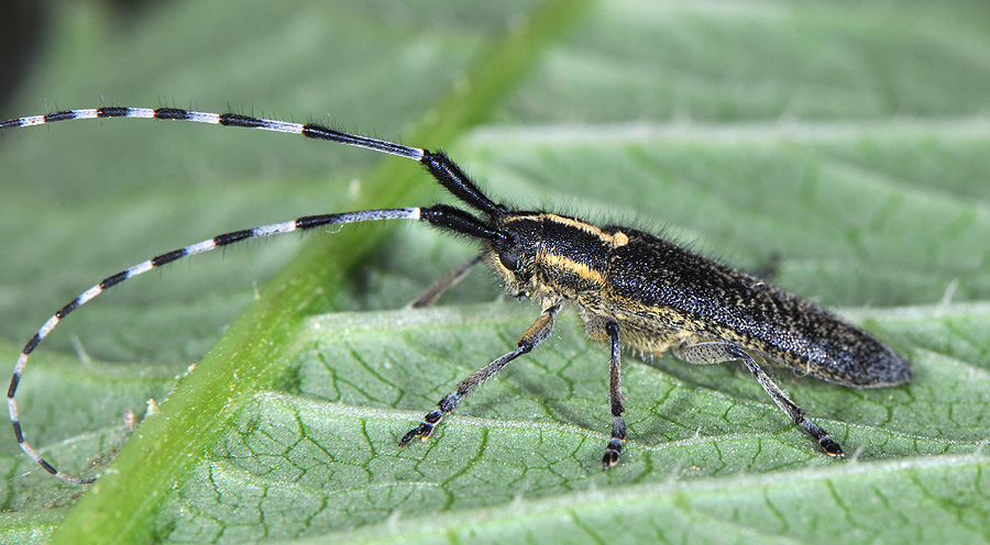 Agapanthia lederi