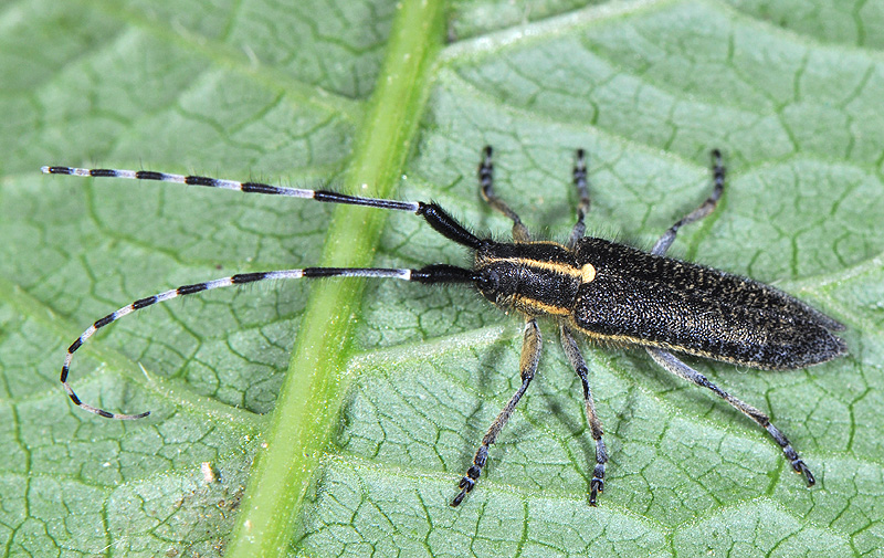 Agapanthia lederi