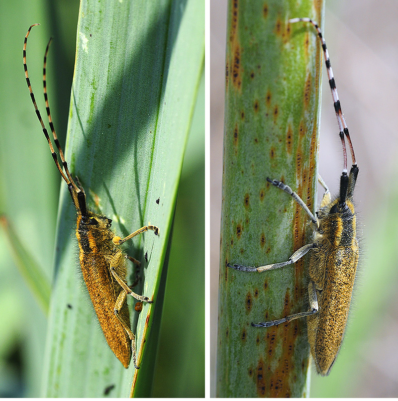 Agapanthia asphodeli