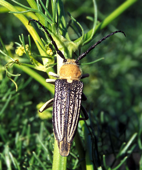 Mallosia imperatrix tauricola