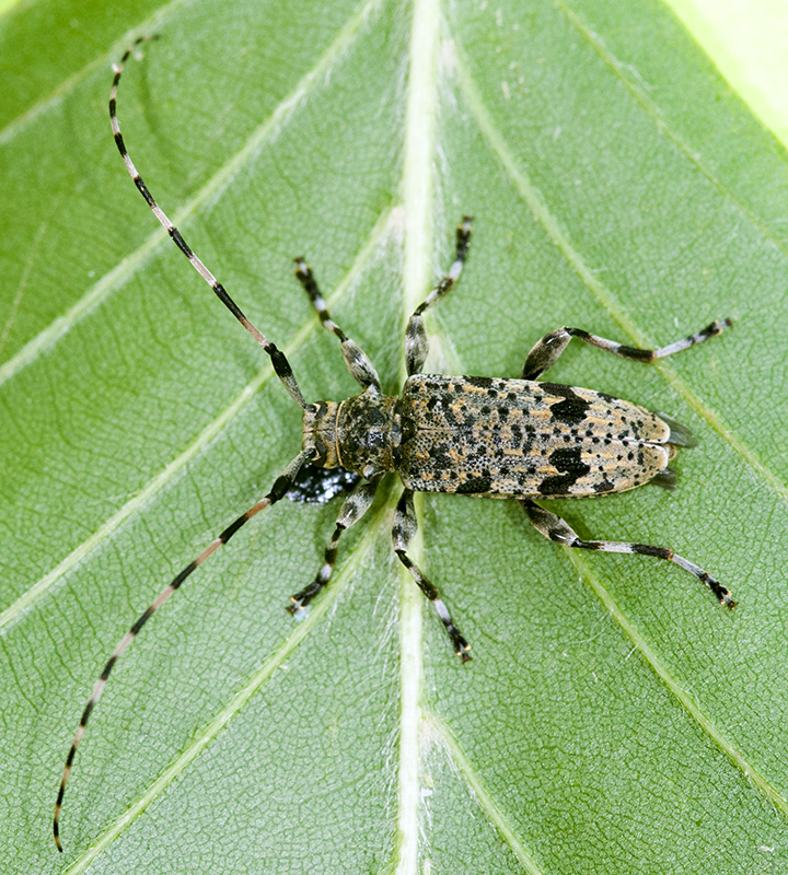 Acanthocinus xanthoneurus