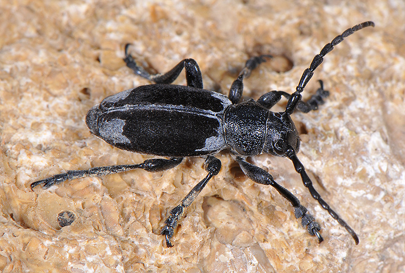 Dorcadion dimidiatum dimidiatum