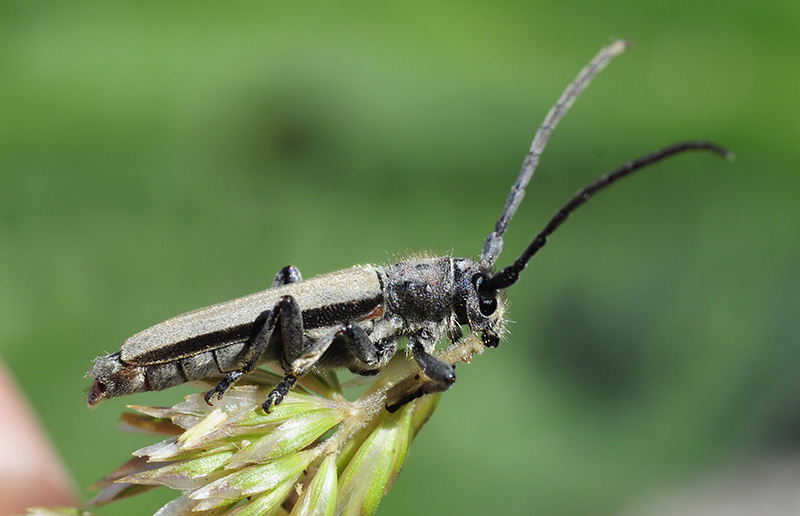 Phytoecia faldermanni