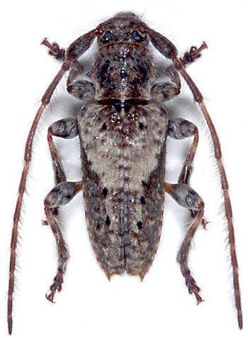 Pogonocherus neuhausi