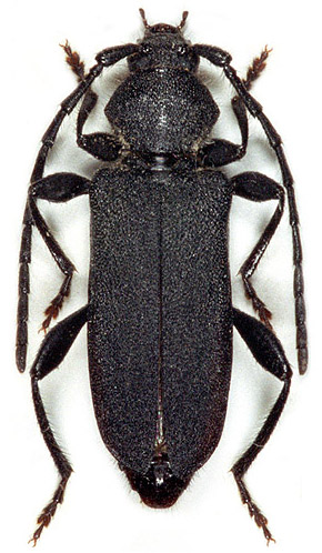 Ropalopus macropus