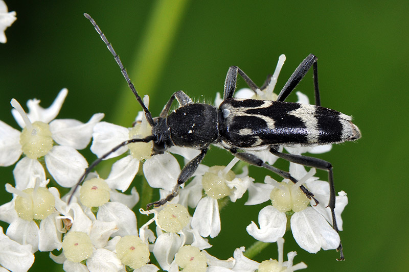 Chlorophorus figuratus