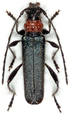 Callimus akbesianus