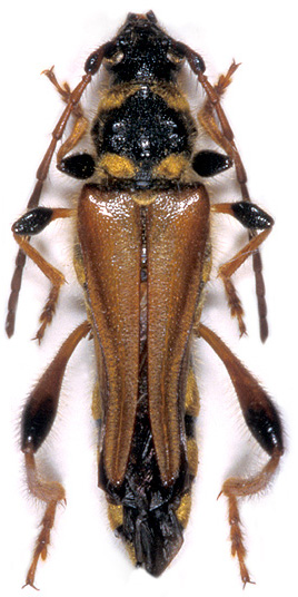 Stenopterus rufus syriacus